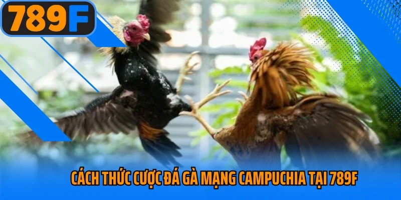 Cách thức cược đá gà mạng Campuchia tại 789f