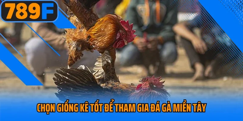 Chọn giống kê tốt để tham gia đá gà miền Tây