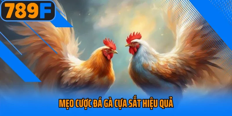 Mẹo cược đá gà cựa sắt hiệu quả